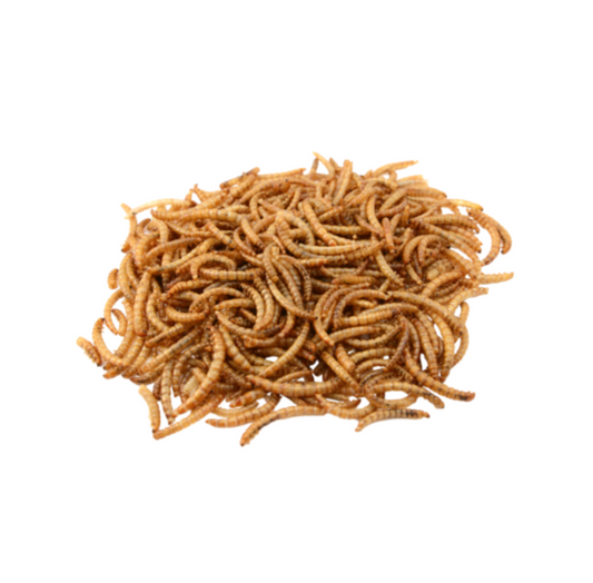 Vers de farine séchés